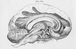 antique brain drawing